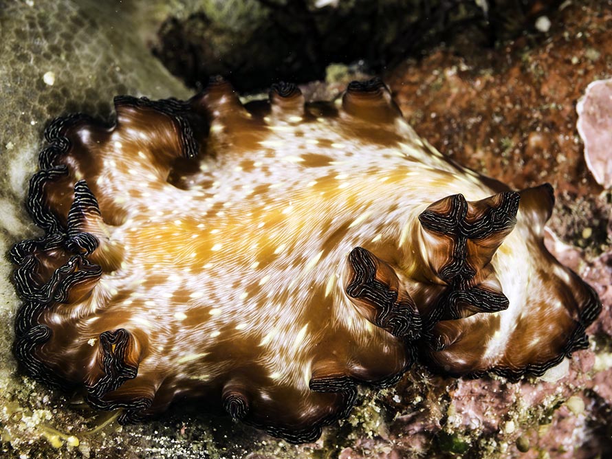 pseudobiceros fulgor