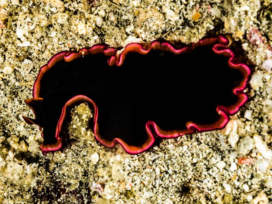 Pseudobiceros gloriosus