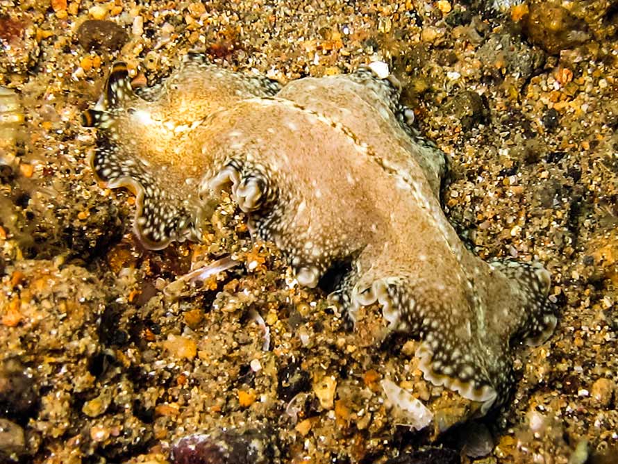 Pseudobiceros kryptos