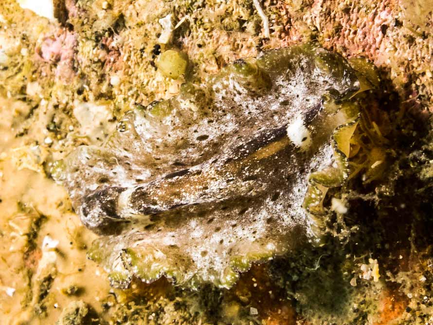 Pseudobiceros murinus