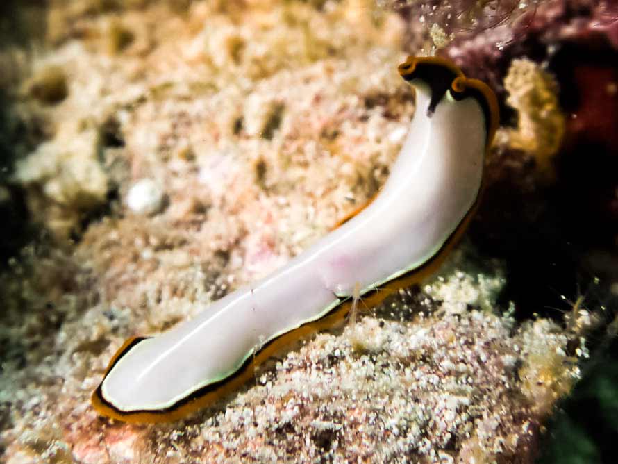 Pseudoceros bimarginatus