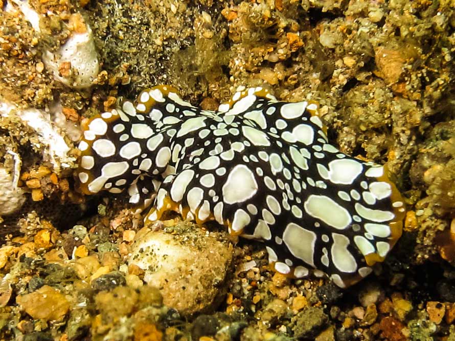 Pseudoceros scintillatus