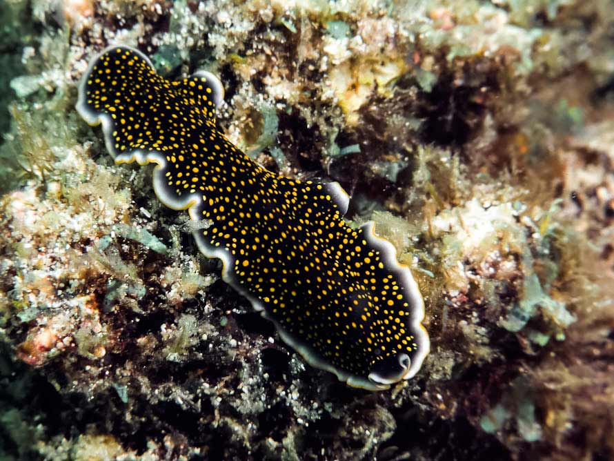 Thysanozoon nigropapillosum