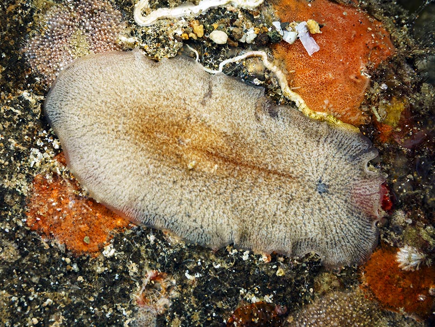 Unidentified sp. 18