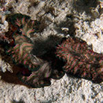 Pseudobiceros bedfordi