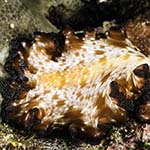 Pseudobiceros fulgor