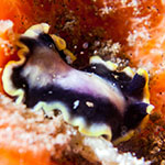 Pseudoceros jebborum