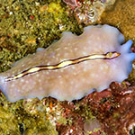 Pseudoceros liparus