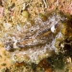 Pseudobiceros murinus