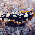 Pseudoceros scintillatus