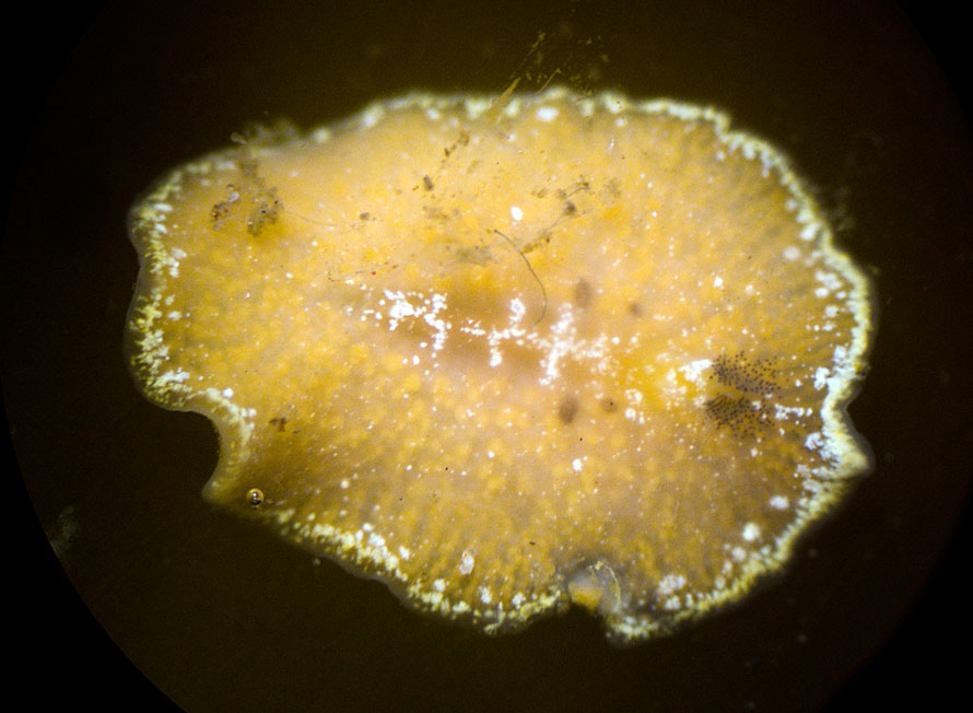 Cycloporus papillosus