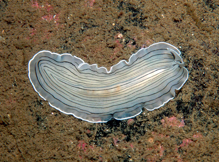 Prostheceraeus vittatus