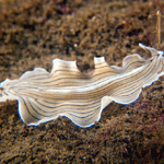 Prostheceraeus vittatus