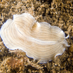 Prostheceraeus vittatus