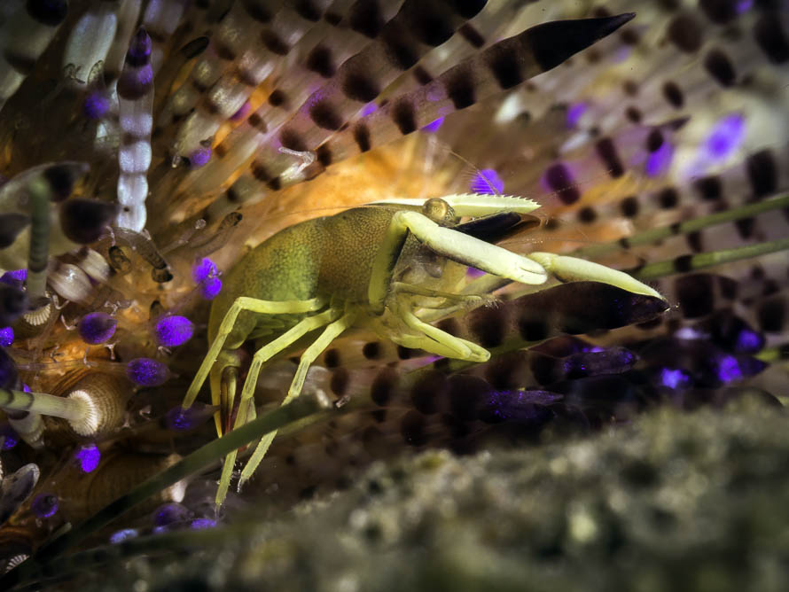 Allopontonia brockii