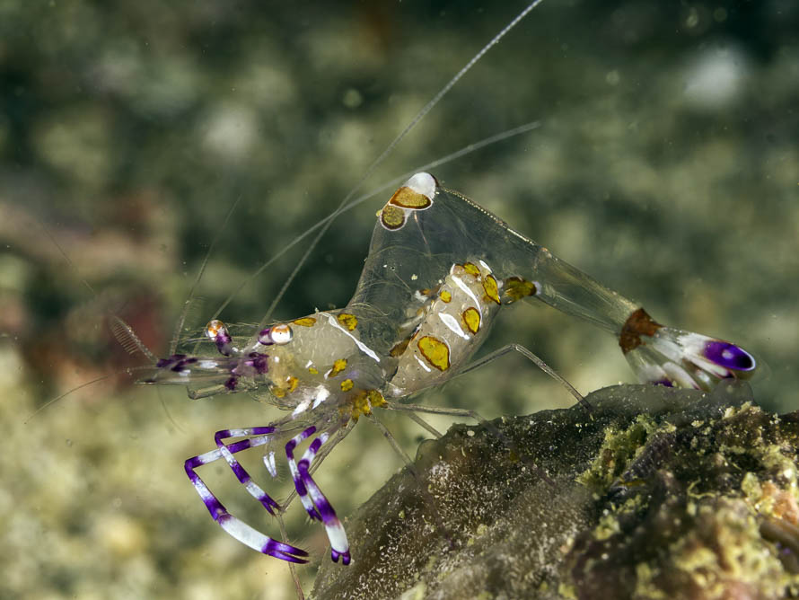 Ancylomenes luteomaculatus