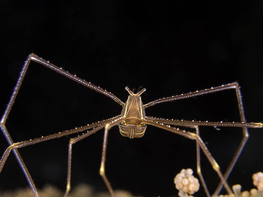 Chirostylus stellaris