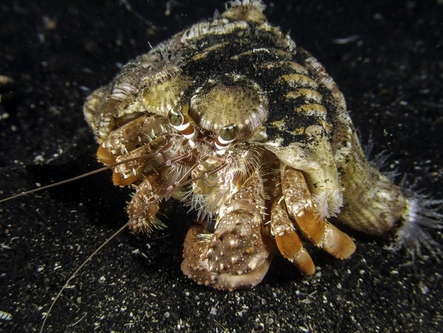 Dardanus pedunculatus