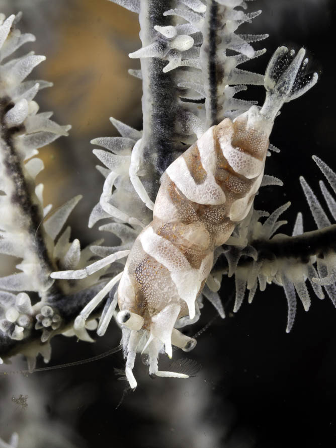 Dasycaris zanzibarica