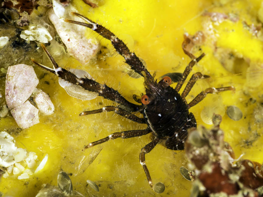 Galathea tanegashimae