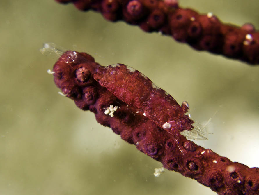 Hamodactylus noumeae