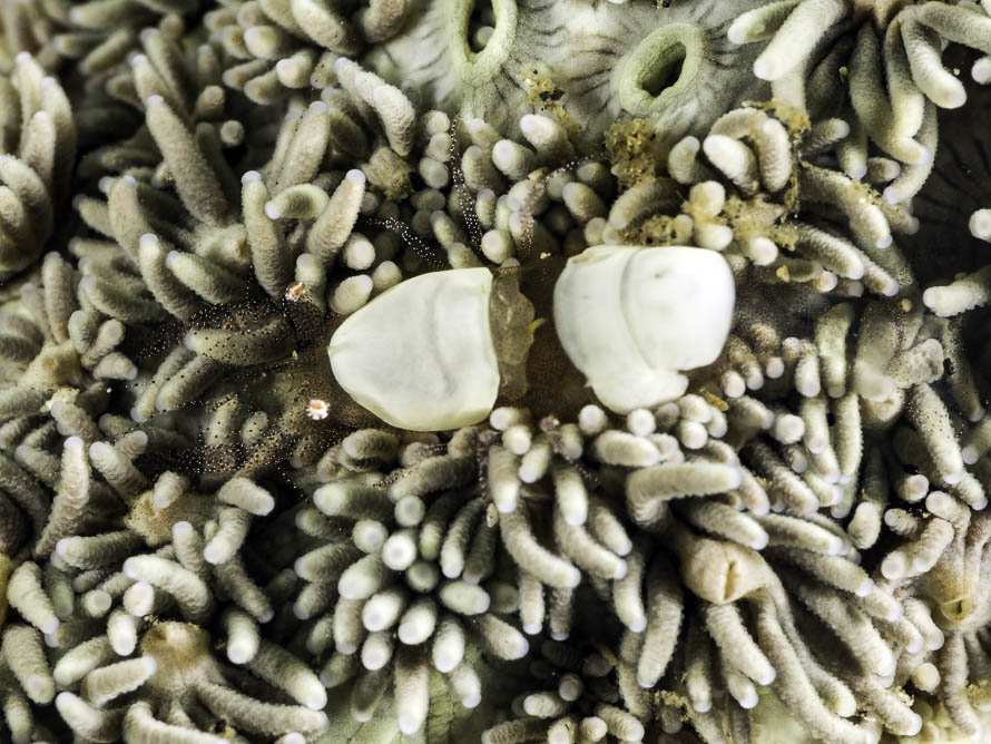 Hamopontonia fungicola