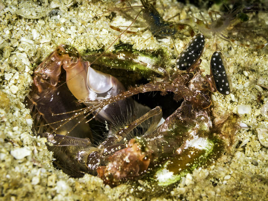 Lysiosquilla lisa