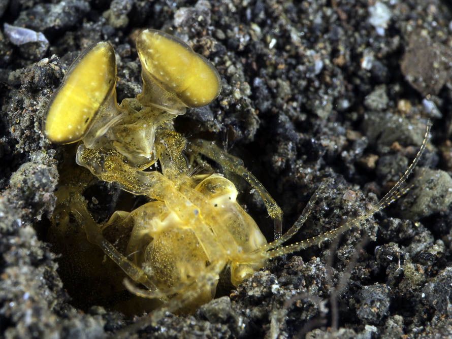 Lysiosquilloides mapia