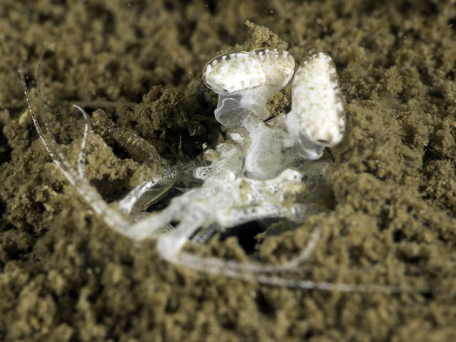 Lysiosquilloides sp. 01