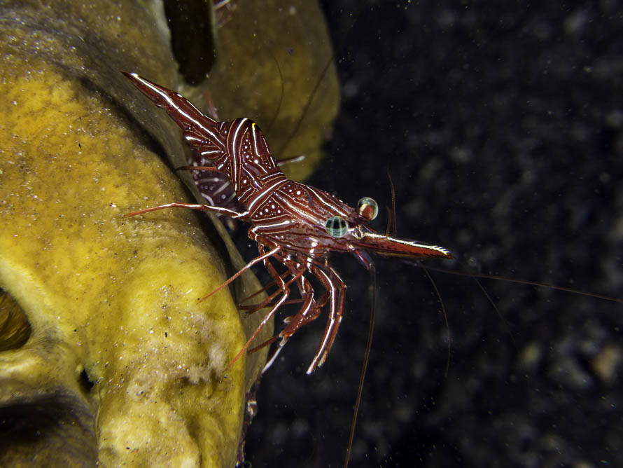 Rhynchocinetes durbanensis