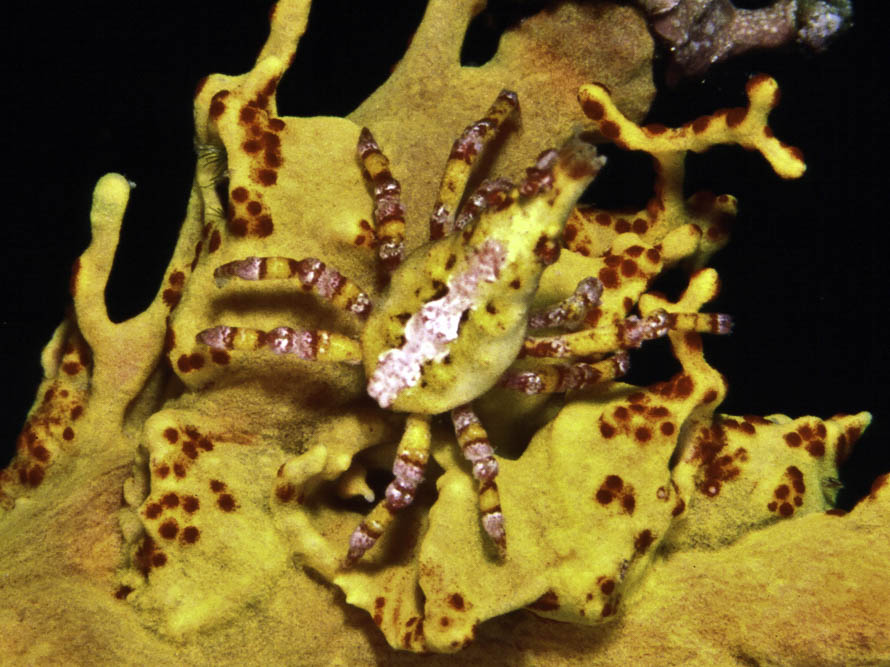 Xenocarcinus depressus