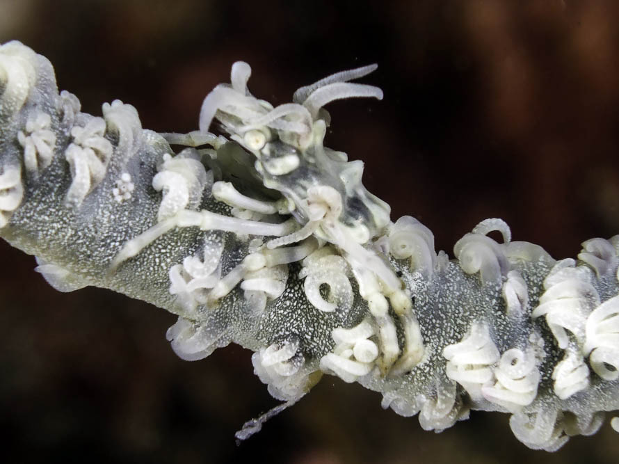 Xenocarcinus tuberculatus