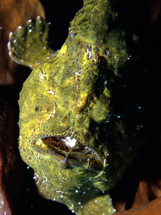 Antennarius commersonii