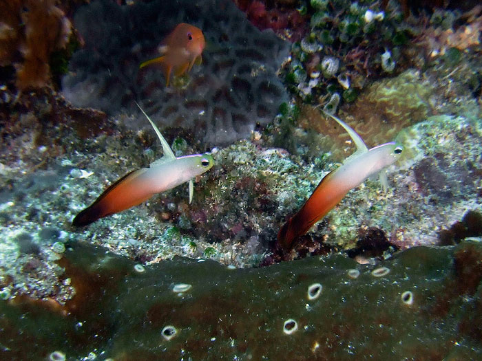 Nemateleotris magnifica