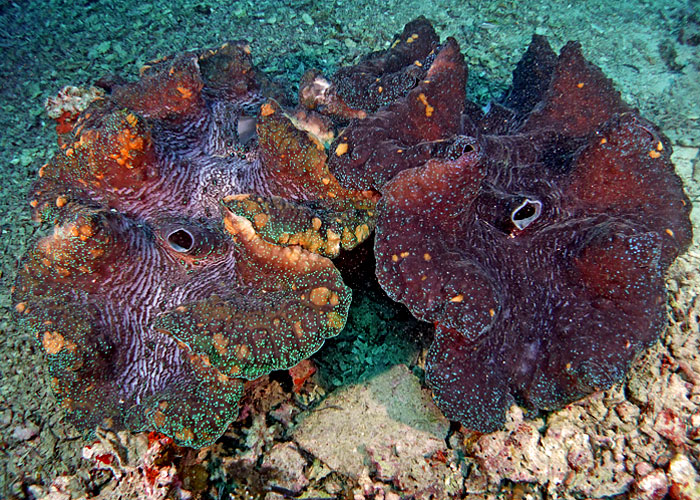 Tridacna gigas