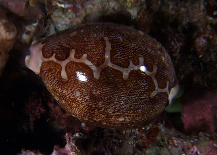 Cowrie