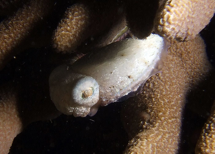 Cuttlefish sp.