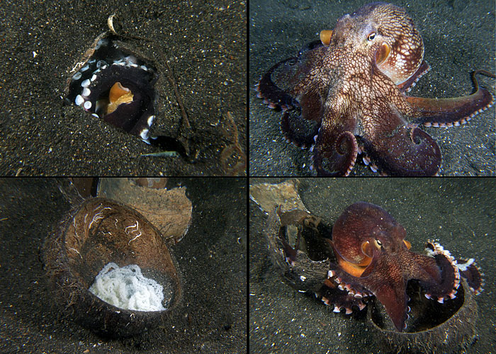 Amphioctopus marginatus