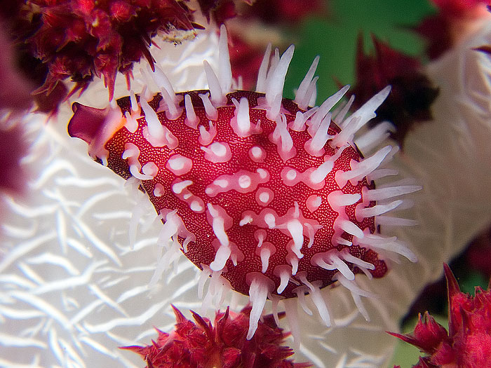 pseudosimnia punctata