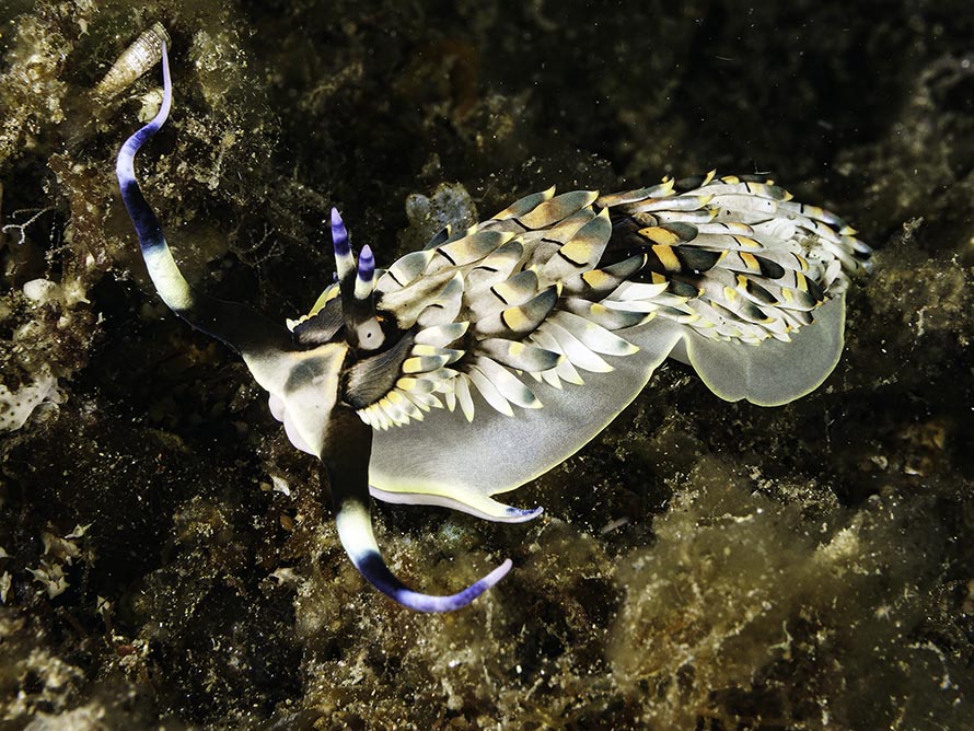 Cerberilla affinis