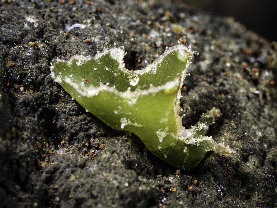 Elysia sp. AH