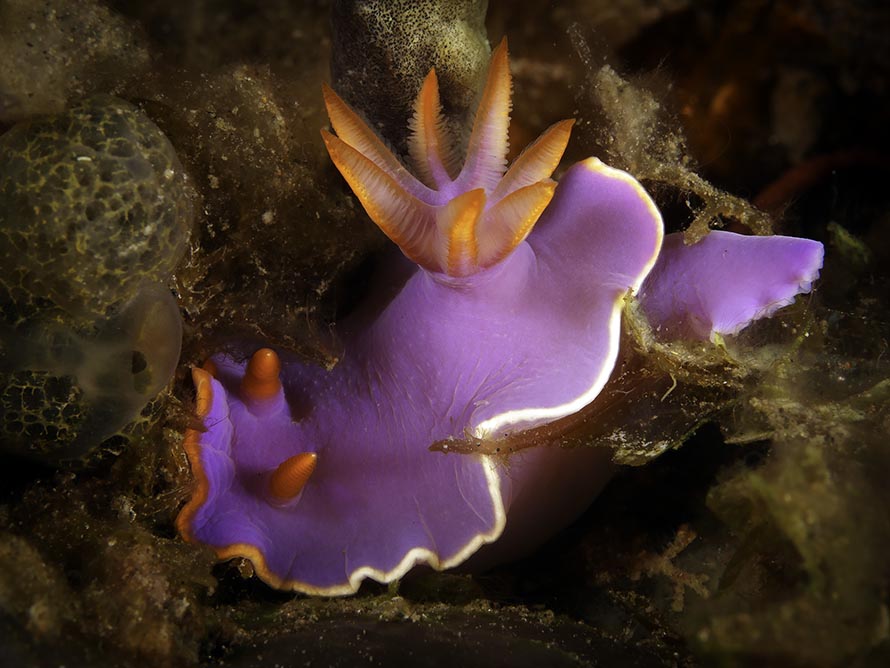 Hypselodoris sp. D