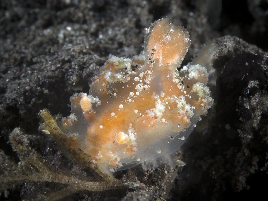 Kaloplocamus ramosus