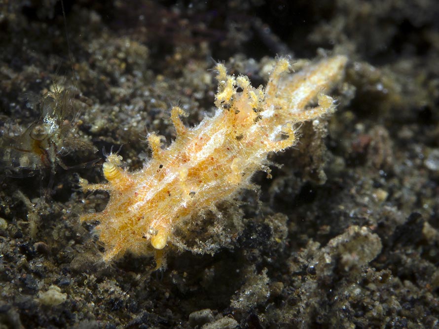 Kaloplocamus ramosus