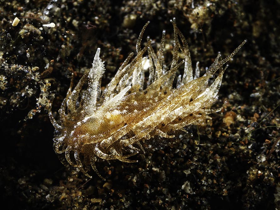 Madrella ferruginosa