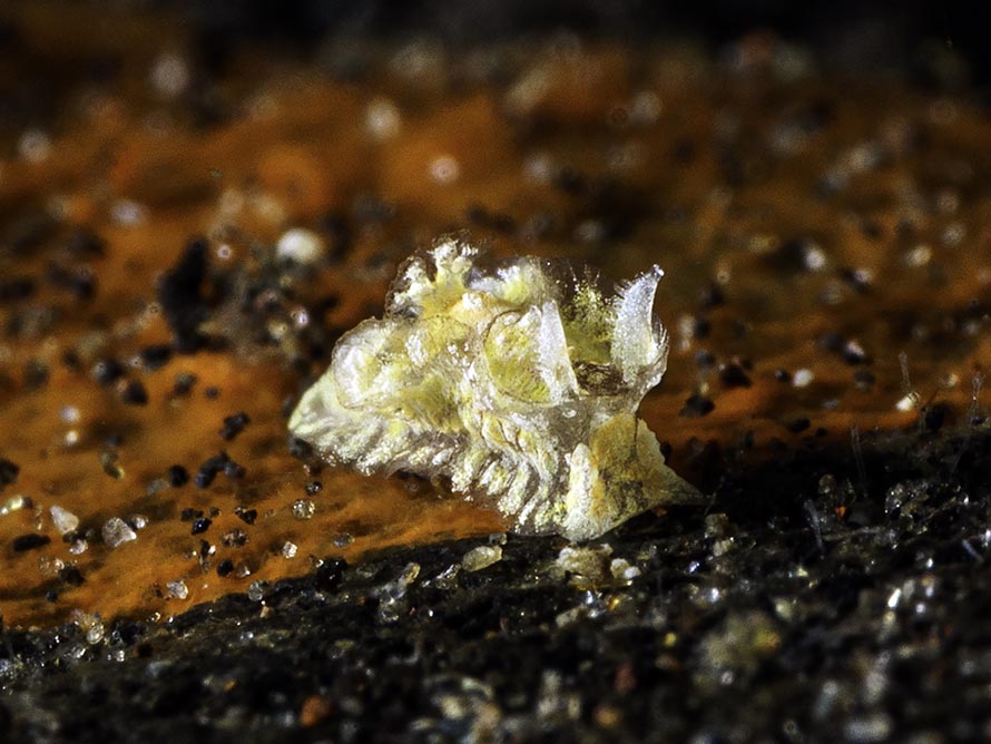 Pelagella albopunctata