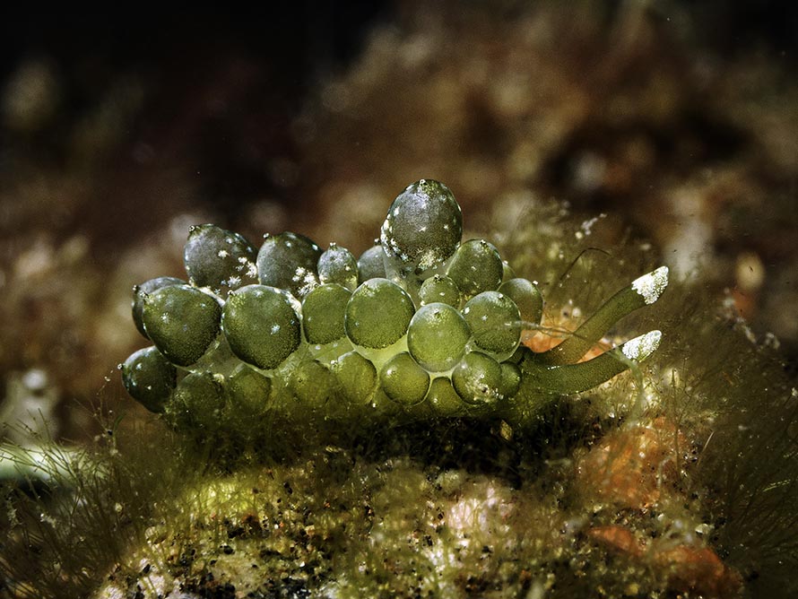 Sacoproteus smaragdinus