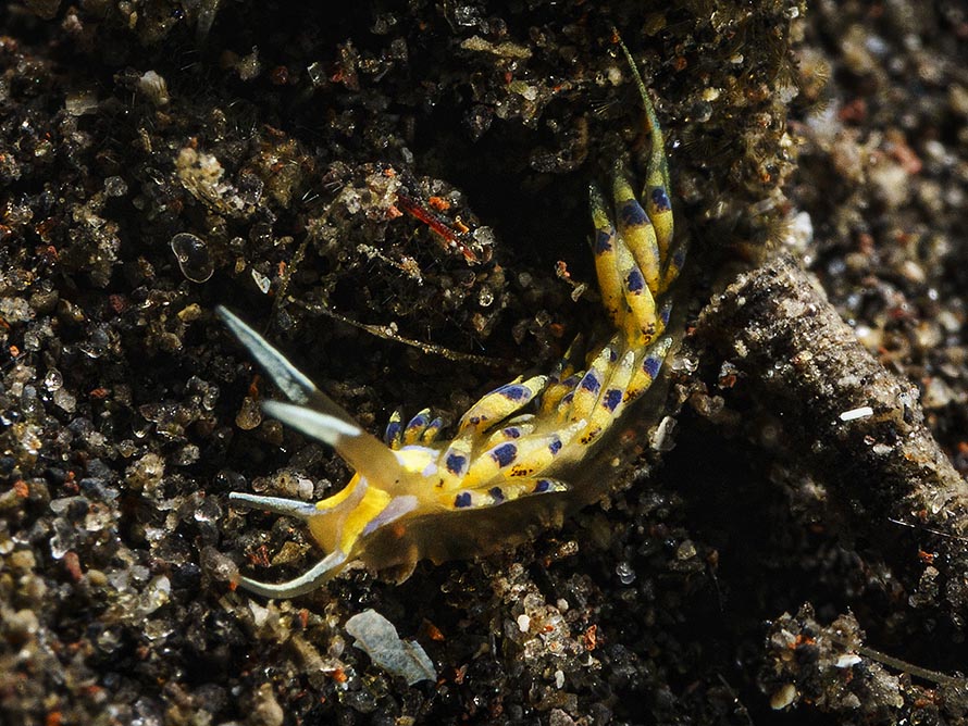 Tenellia cf. sp. 9