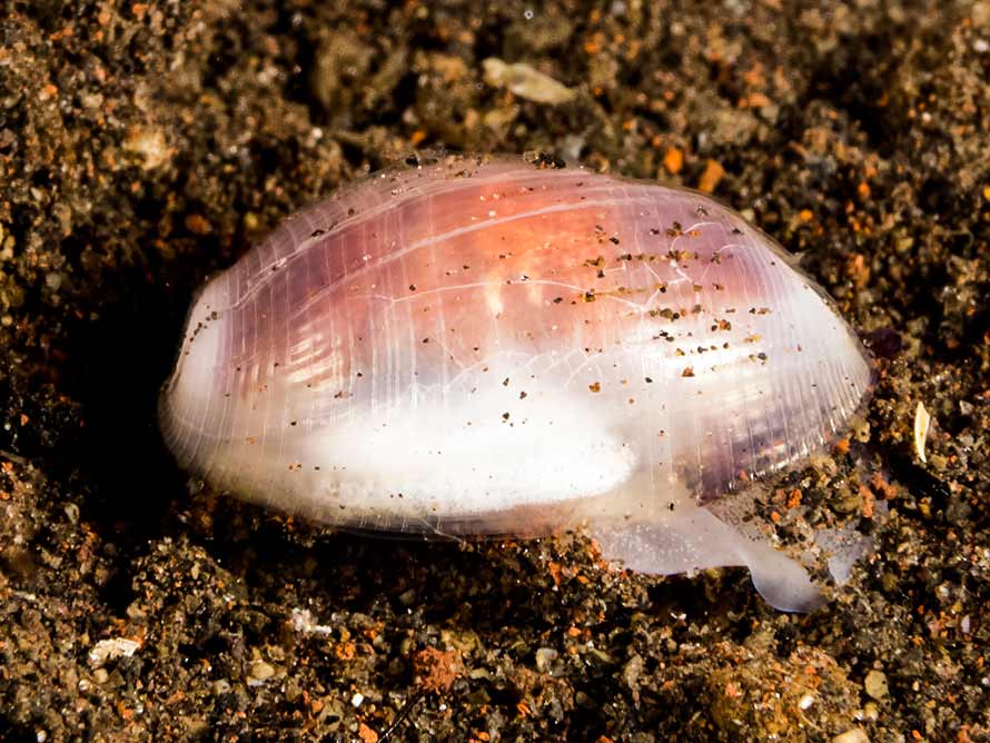 Aliculastrum cylindricum