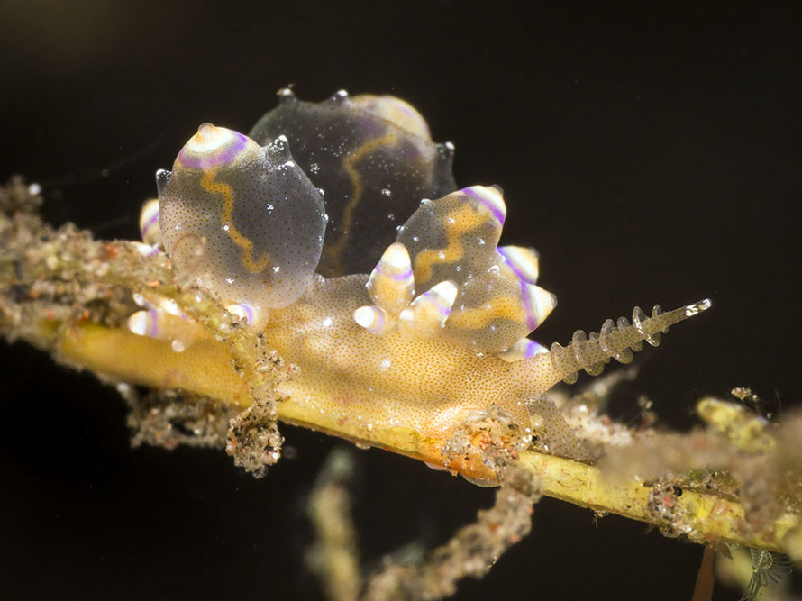 Annulorhina mandapamensis